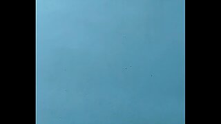 Indian Boy Bull Cock masturbating and cumming